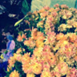 Meet your Posher, Cat